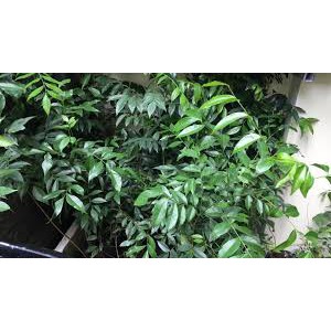 Combo 2 cây giống móc mật cam kết chất lượng (tặng 2 cây quế giống)
