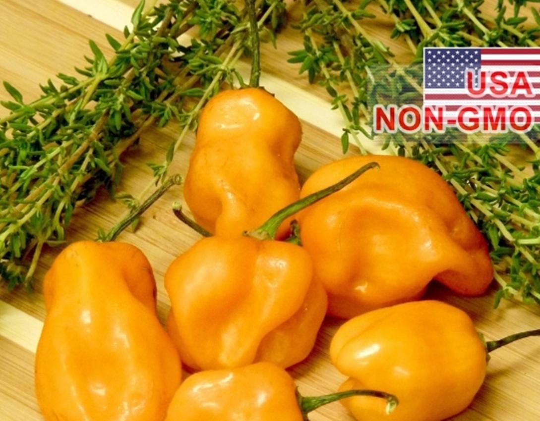 Hạt Giống Ớt Siêu Cay Caribbean - Scotch Bonnet (Capsicum chinense)