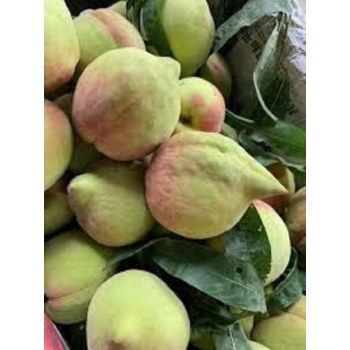 CÂY GIỐNG ĐÀO ĂN MỎ QUẠ SAPA (ĐÀO LÔNG) SIÊU NGỌT,SIÊU QUẢ-DÒNG QUẢ SỚM-CAM KẾT GIỐNG CHUẨN F1