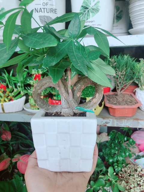 Cây Kim Ngân Nơ Kèm Chậu Sứ