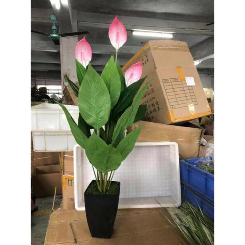 cây lan ý giả cao 90cm