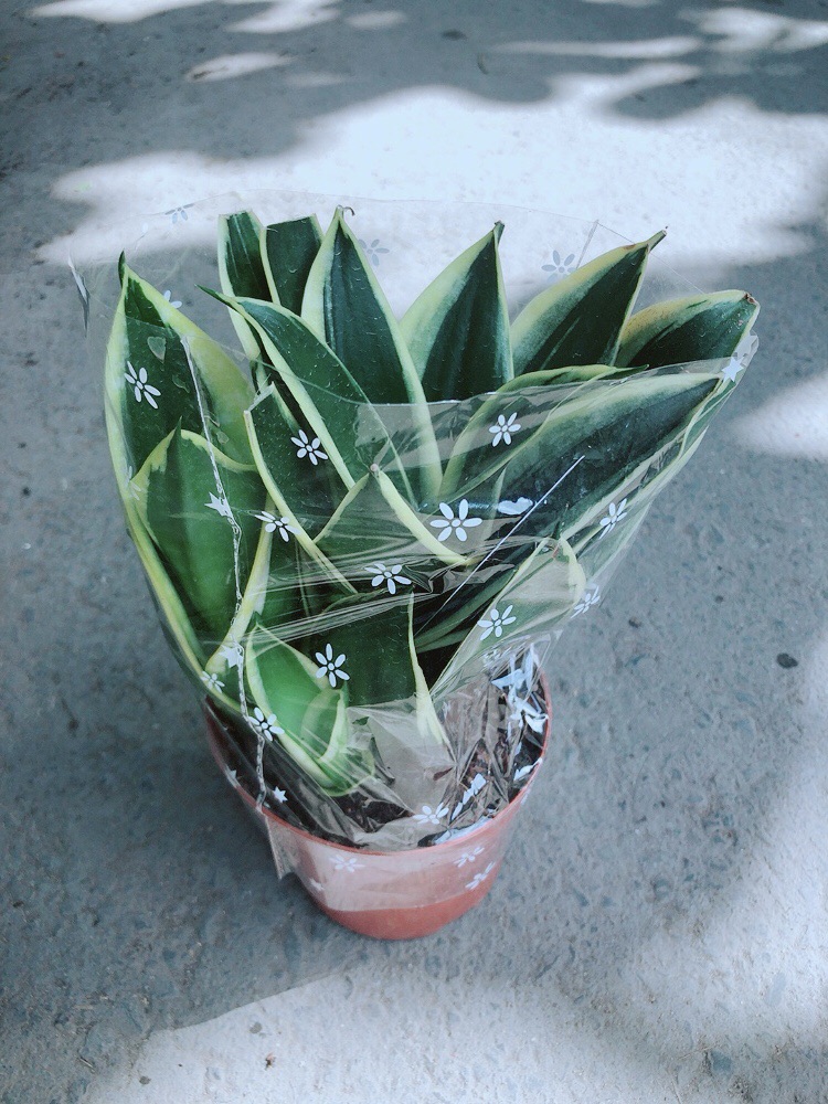 [HCM]Chậu Lưỡi Hổ Thái Xanh