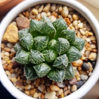Sen đá Haworthia Mirror đen nhọn