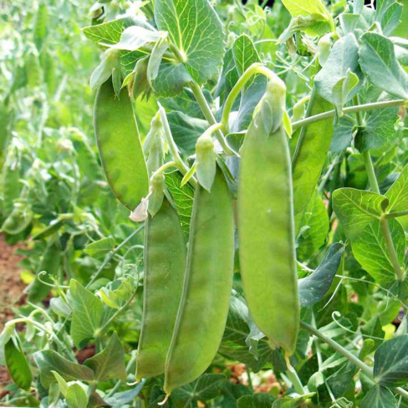Hạt Giống Đậu Hà Lan Xào - 8Gram