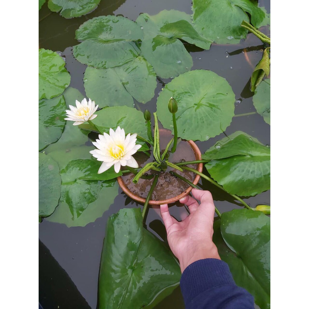 ( RẺ VÔ ĐỊCH)- Cây hoa súng Thái màu trắng