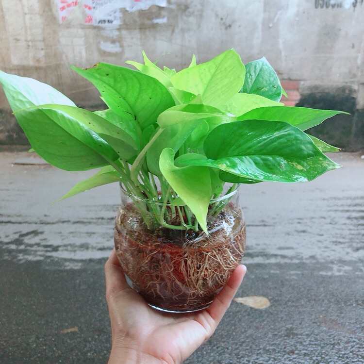 Trầu Bà Thái Vàng Thuỷ Sinh