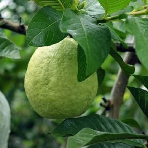 Cây giống ổi lê lùn trồng chậu