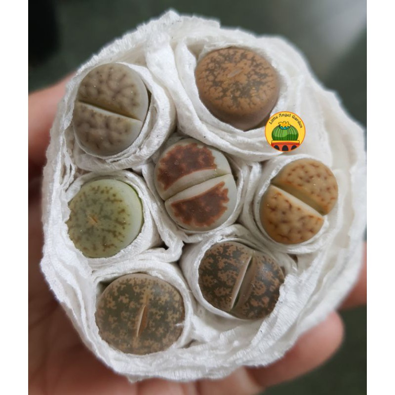 1 sen mông | thạch lan | lithops size 1cm - 2cm giao ngẫu nhiên