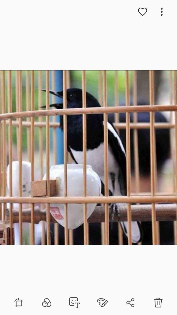 Cám trứng siêu cao cấp cho Chòe lửa - Chòe than