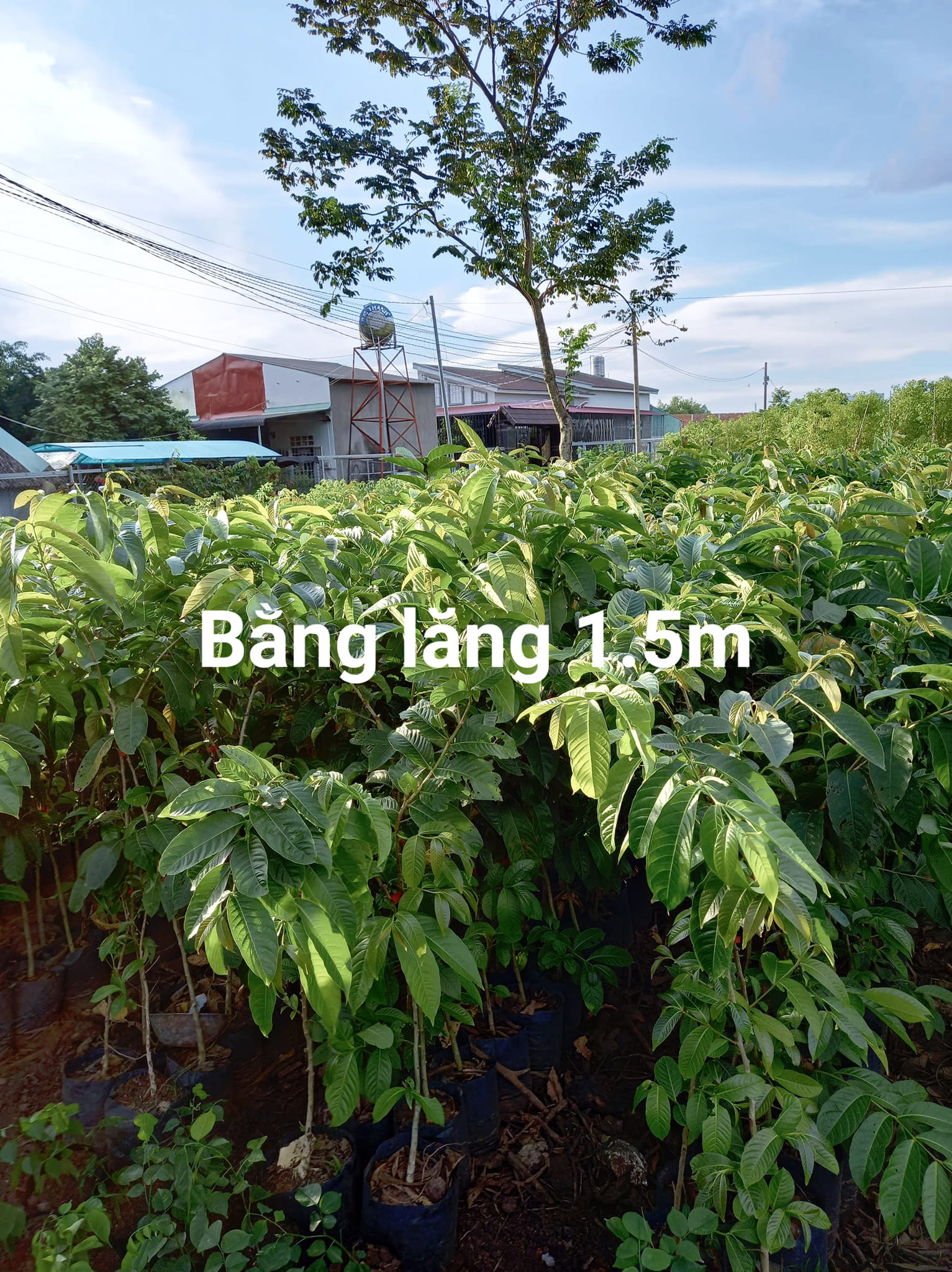500 gram Lagerstroemia speciosa seed