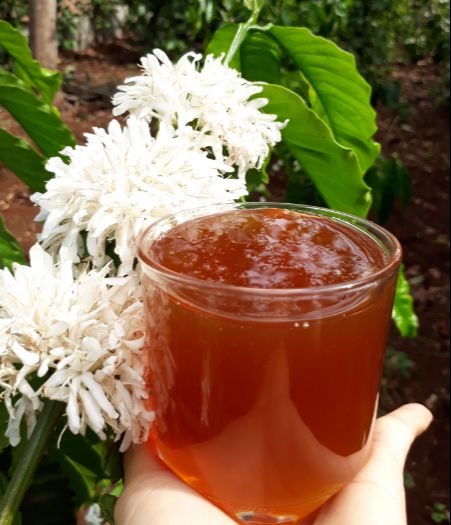 Mật ong hoa cà phê nguyên chất Đắk Lắk (1 lít)
