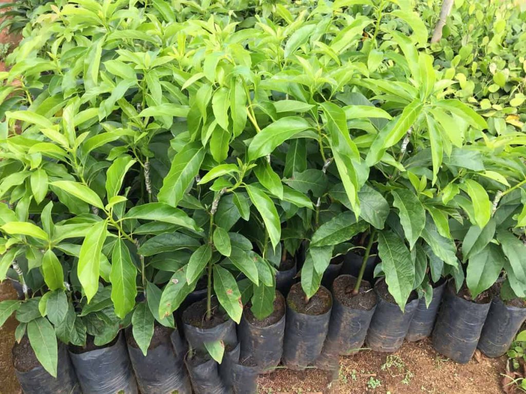 Cây Bơ Sáp giống siêu sớm [ cây ghép ]