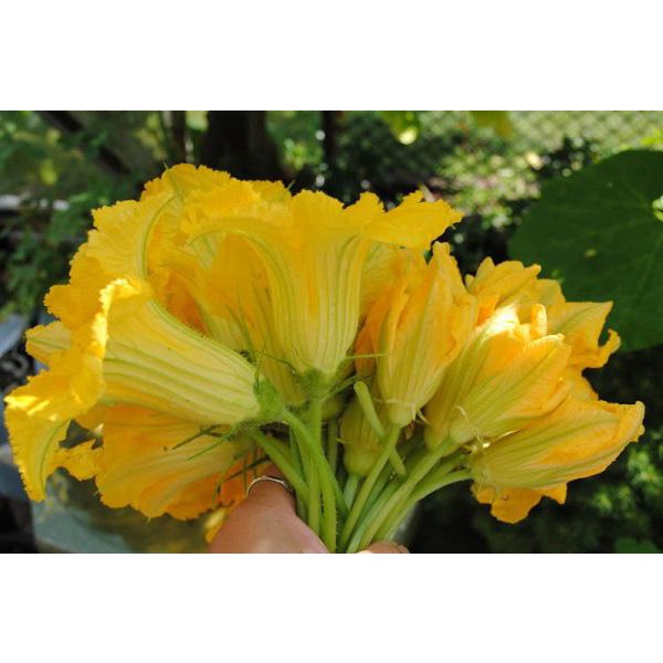 [SALE] Hạt giống Bí ăn nụ TN - HGVT1