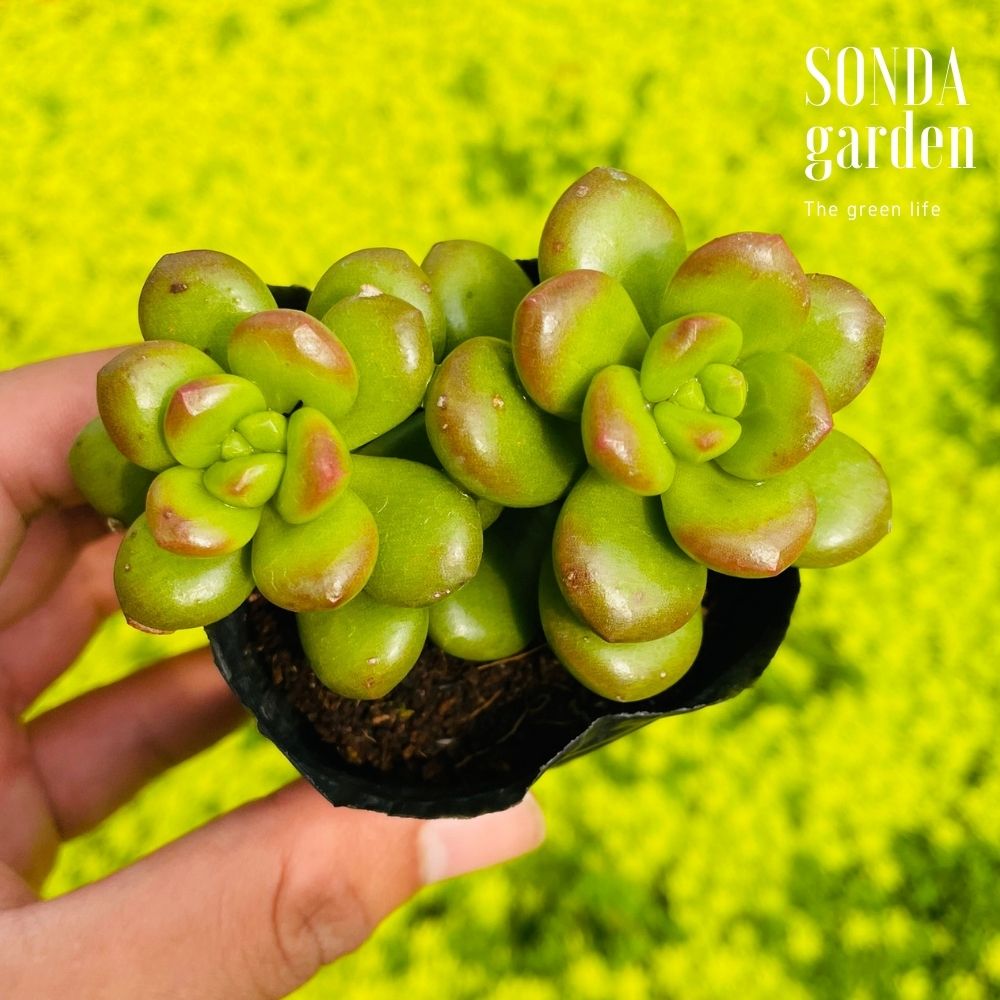 SEN ĐÁ CHILLI CHESSE GIỐNG MỚI SIZE BÉ LỖI 1 ĐỔI 1