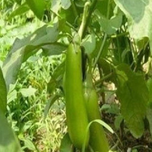 Hạt giống cà xanh dài lai-gói 2gram