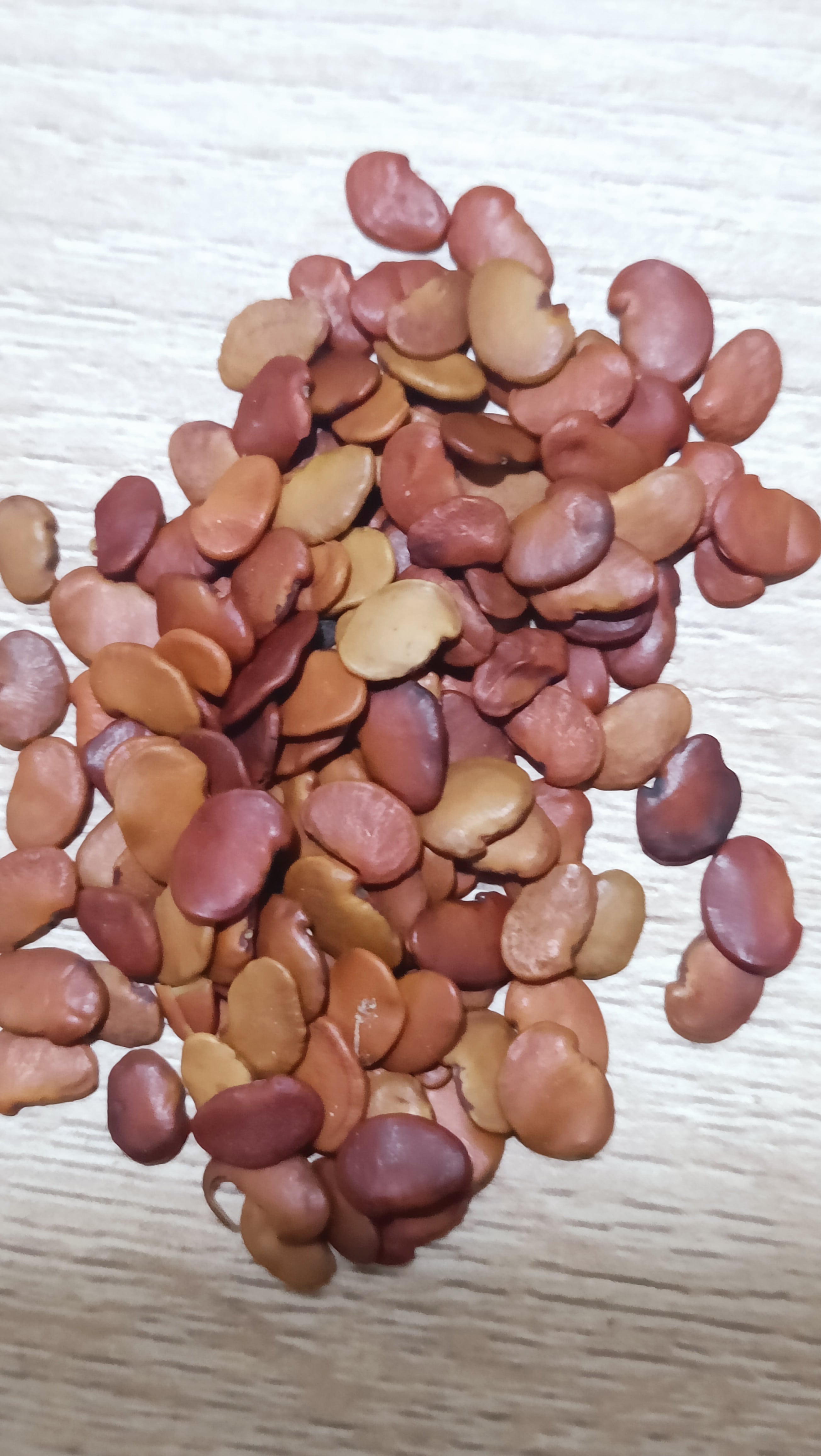 50gram hạt giống Trắc Đỏ (Cẩm lai nam bộ)