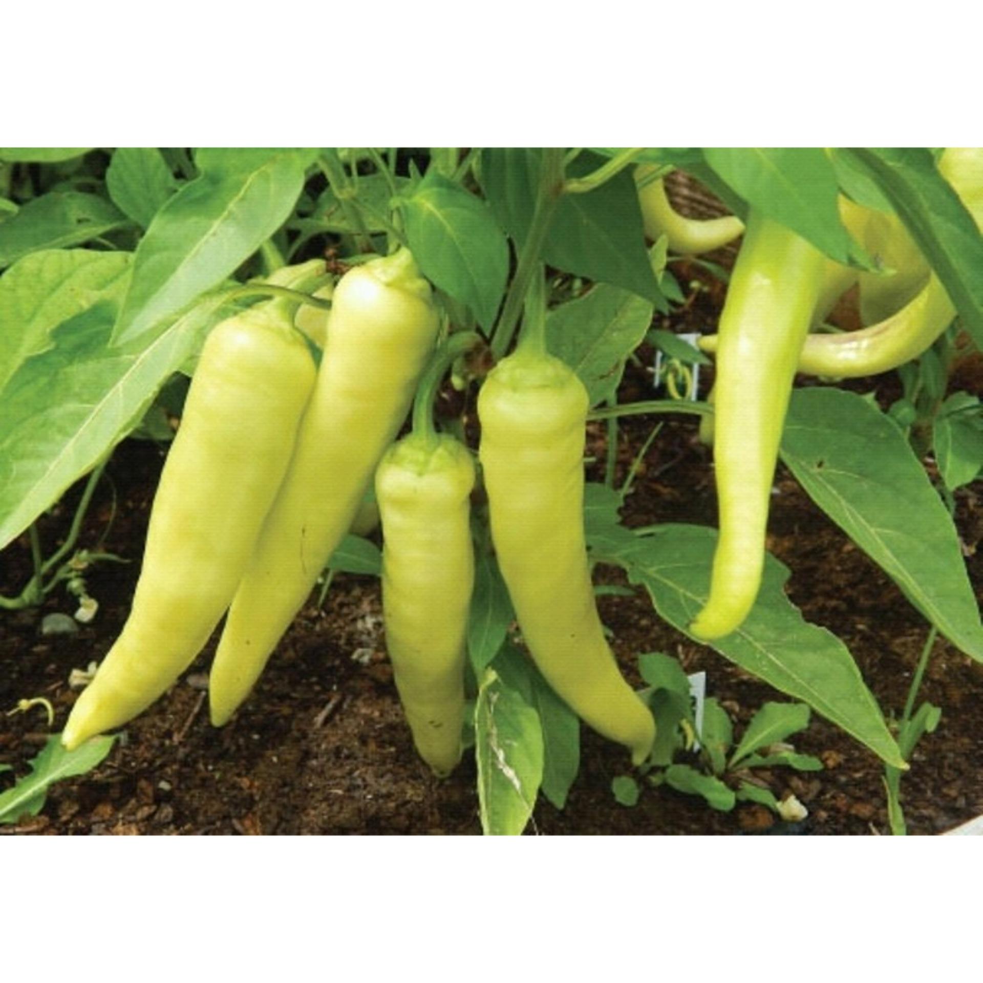 1g Hạt giống Ớt sừng vàng (tặng Kích nẩy mầm, Hướng dẫn ươm)