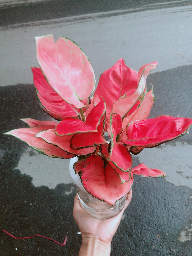 Chậu Vạn Lộc Trồng Thuỷ Sinh