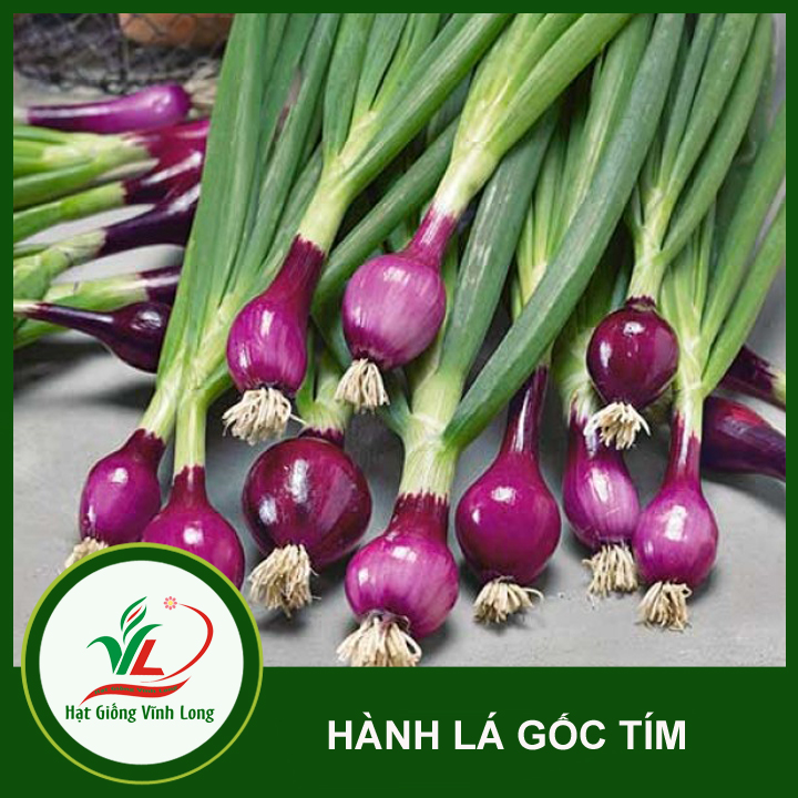 Hạt giống Hành lá gốc tím RĐ 938 - 2g