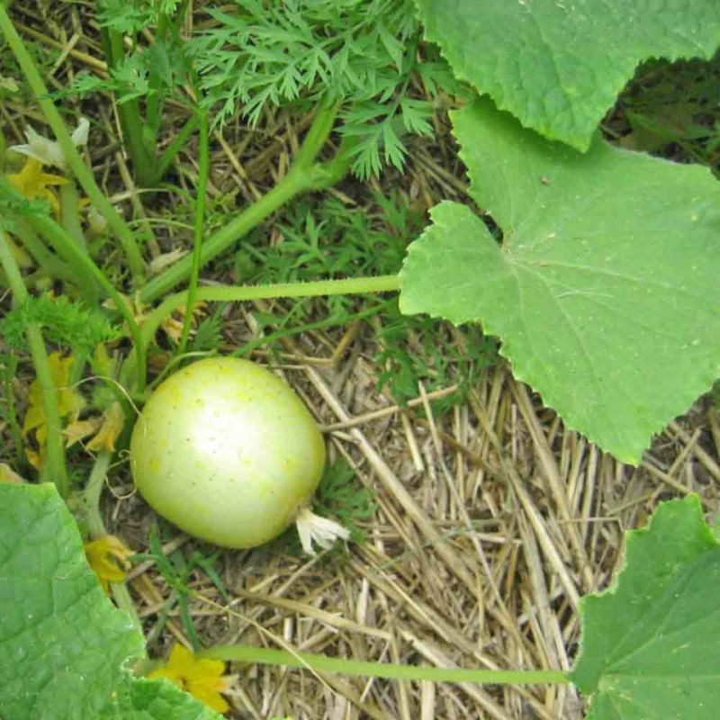 (Nk Mỹ) Hạt Giống Dưa Chuột Chanh Lemon - (15 Hạt)