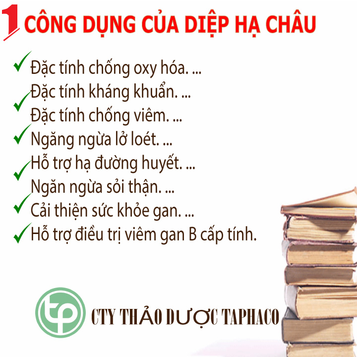 [Large Bag of 500 Grams] Dried Diep Ha Chau - Ton Phat - High Quality First Class Product