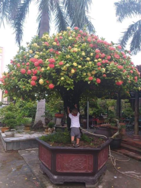 Cây giống mẫu đơn 1 thân cao 60cm