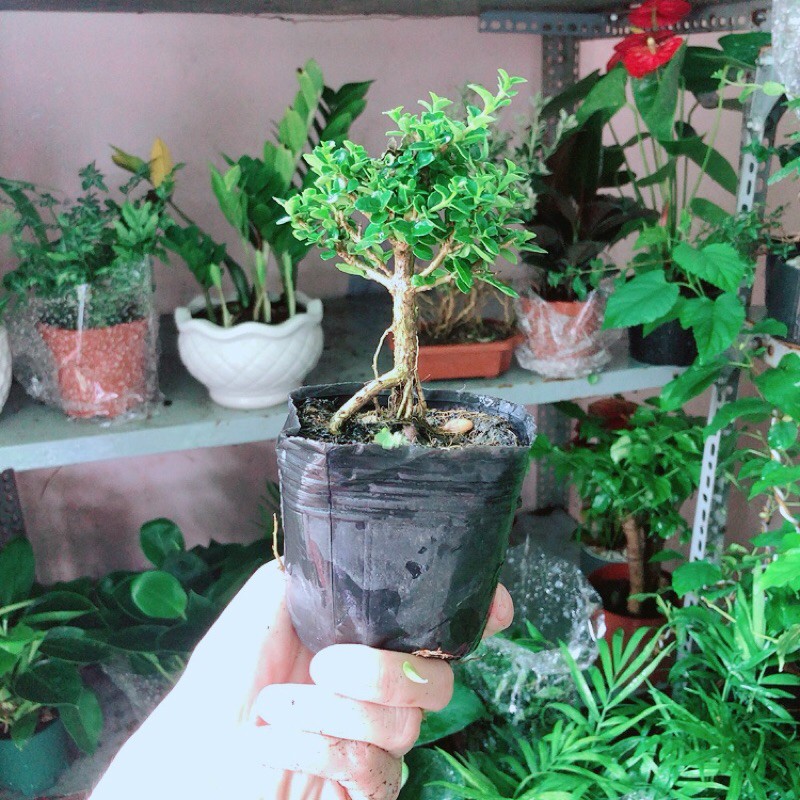 [HCM]Sam Hương Bonsai Mini