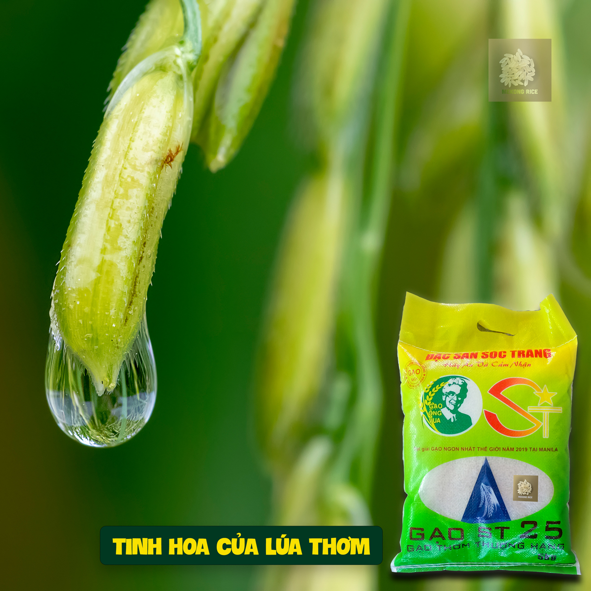 Gạo ST25 dẻo thơm ngon cơm bao bì mới