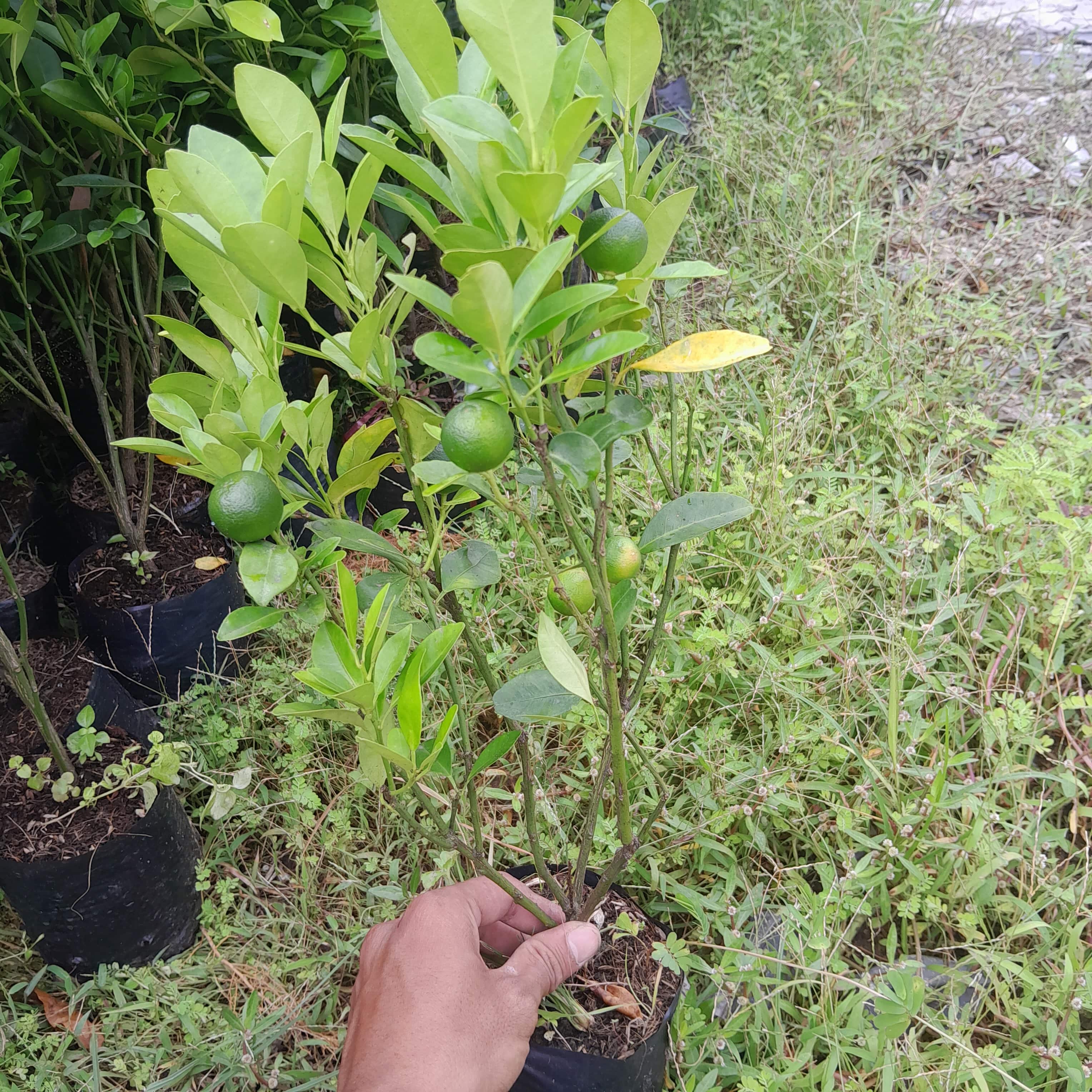 Cây giống Tắc Bánh Xe ( Cây Quất )