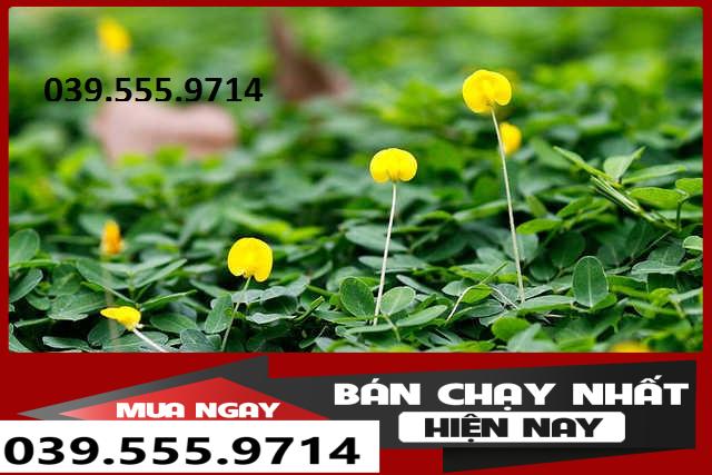 Hạt Cỏ Lạc ( Cỏ Đậu Phộng) 300 Hạt - Cỏ Thảm Sân Vườn