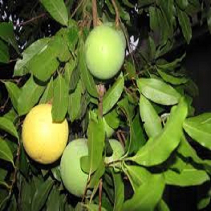 CÂY THỊ GIỐNG