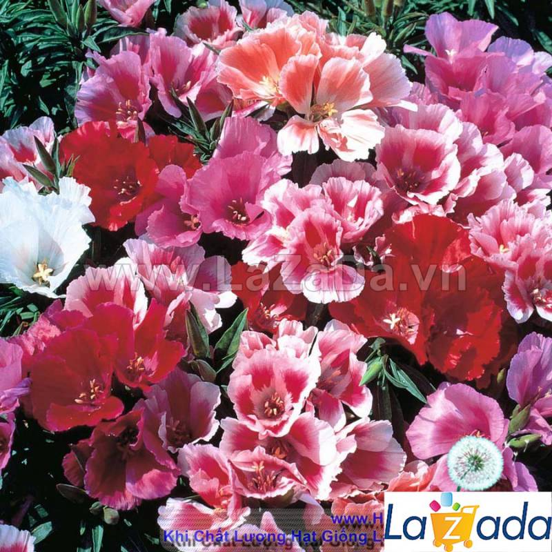 50h Hạt Giống Hoa Hồng Xuân (C2.301| -KD: B6*V24*M239)