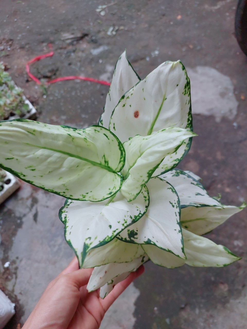 Cây vạn lộc trắng