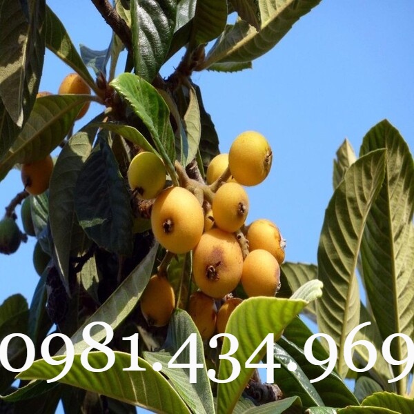 03 Cây BiWa Nhật (Nhót Nhật - Tỳ Bà Diệp) Cao 40cm Sai Quả