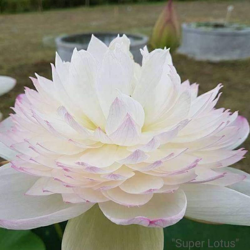 HOA SEN THÁI: SUPER LOTUS [Siêu Giảm Giá]
