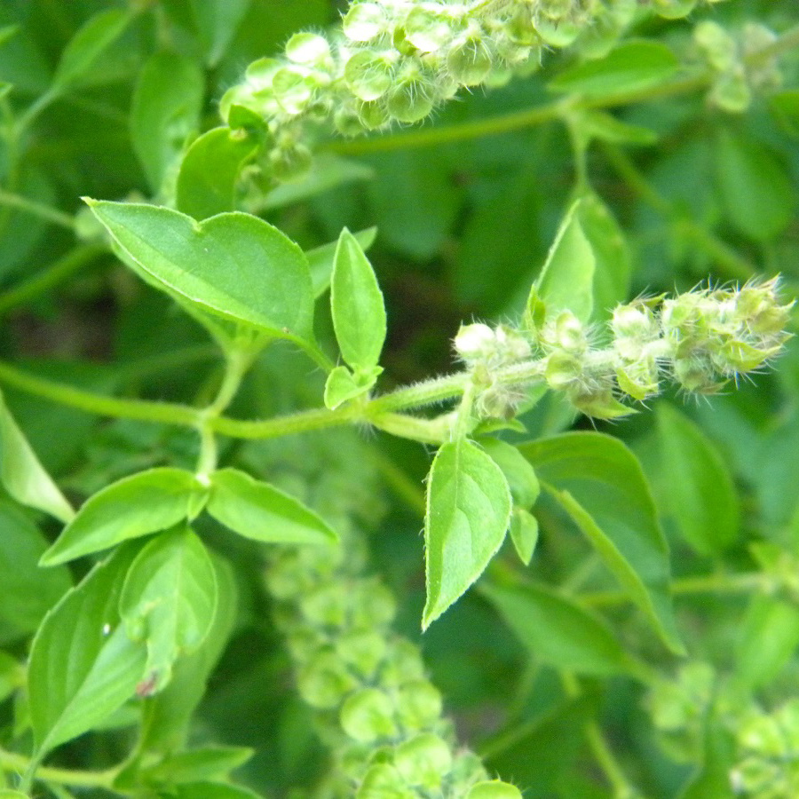 Hạt giống rau húng thơm ( É Trắng) - Rau thơm sả - Gói 2gram(1100 hạt)