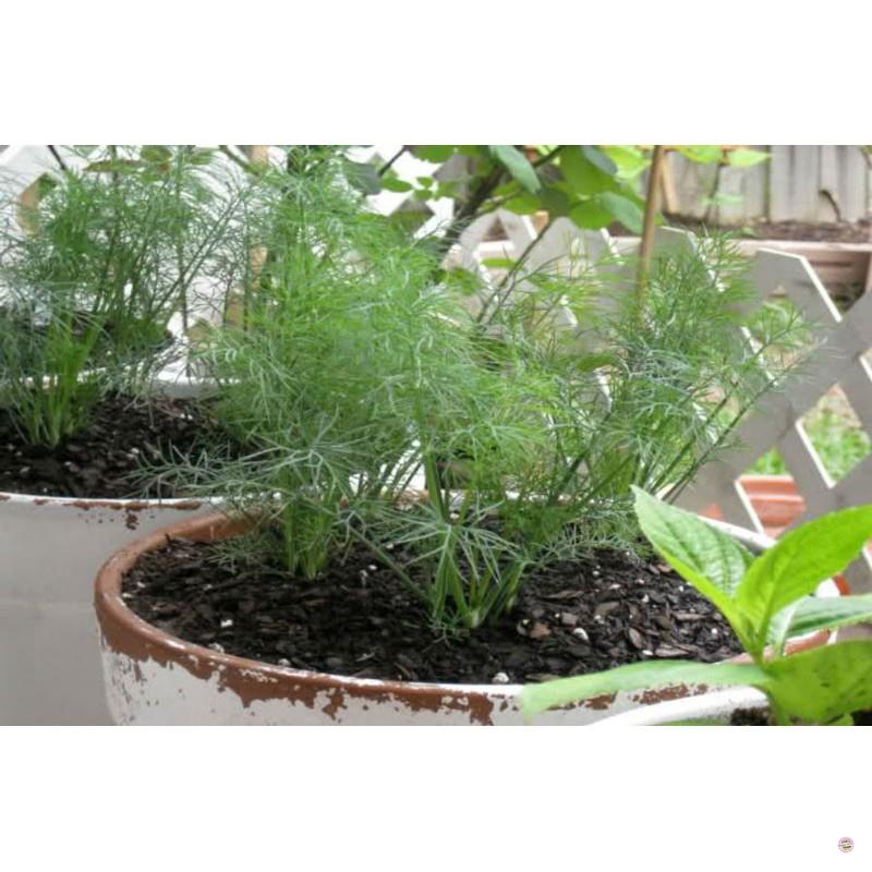 HẠT GIỐNG RAU THÌ LÀ - GÓI 5 GRAM