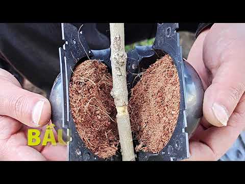 Bầu chiết cành size M 8cm