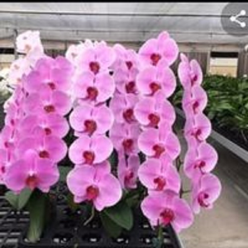 { SALE MANH } combo 5 cây Lan hồ điệp 2 ngồng nụ đủ màu