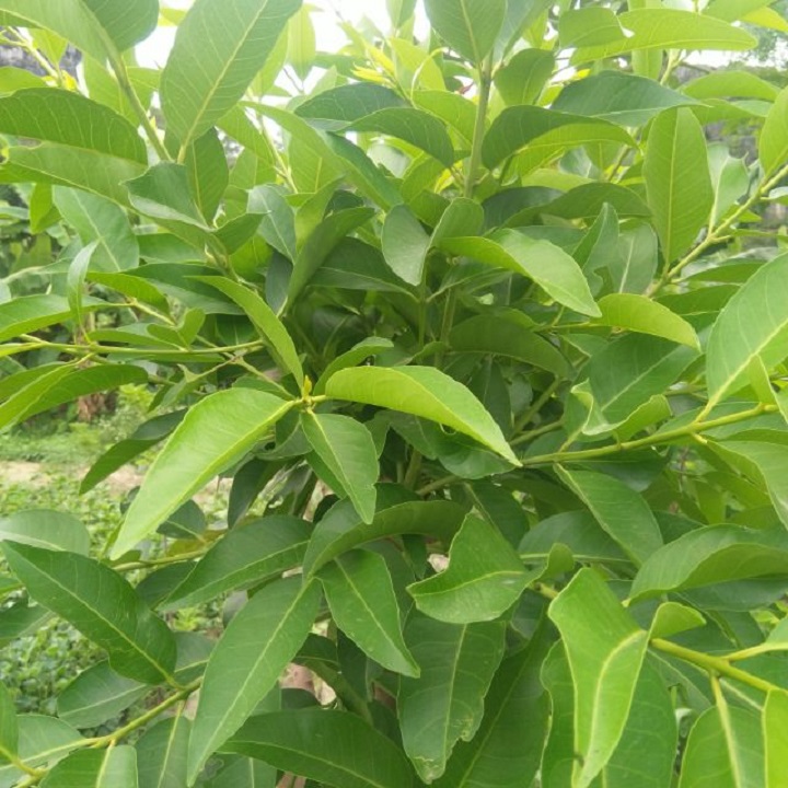 cây lá vối nếp giống, CÂY CHÈ VỐI NẾP