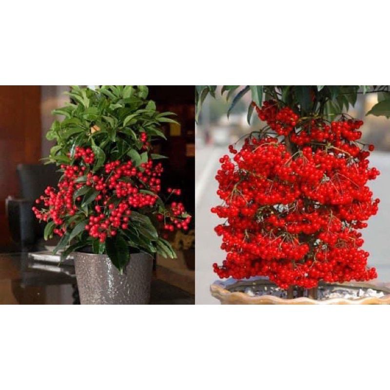 Cây giống kim ngân lượng (1 bầu cây)