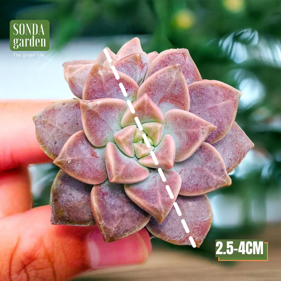 SEN ĐÁ ĐÁ TÍM SIZE MINI LỖI 1 ĐỔI 1