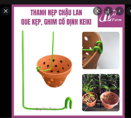 Combo 10 chiếc nẹp chậu lan (giữ kie)