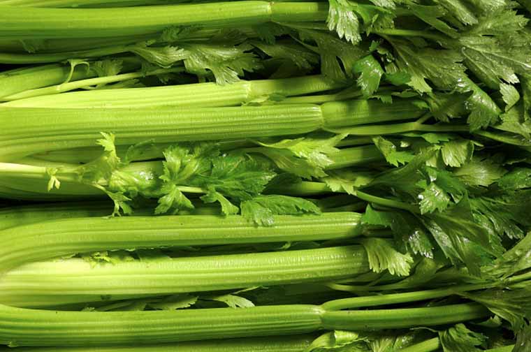 Hạt giống Cần tây Pascal Mỹ khổng lồ (0.5 gram)