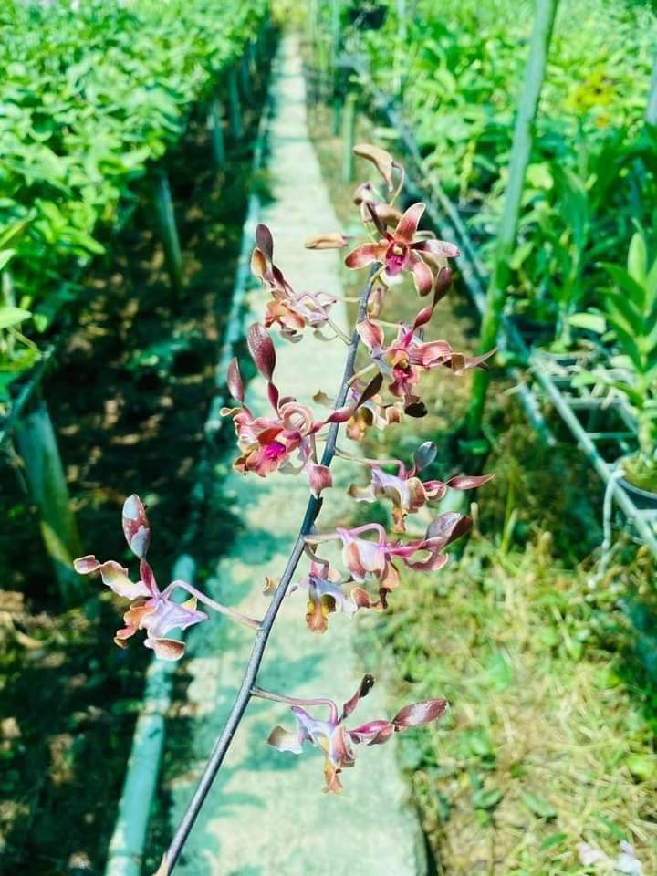 HOA LAN NẮNG SING JASMINE