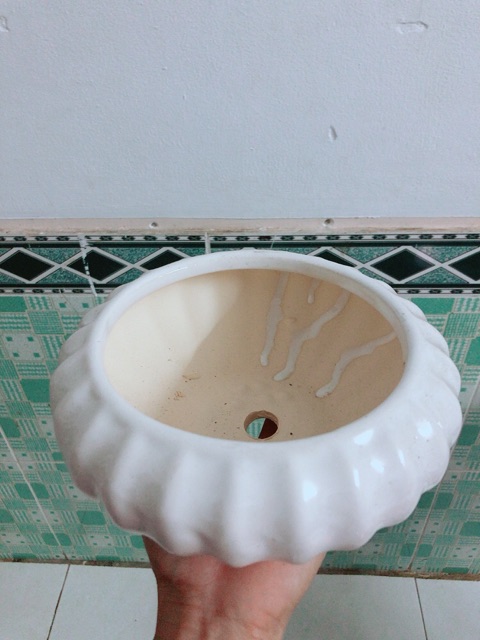 Chậu Sứ Trồng Cây