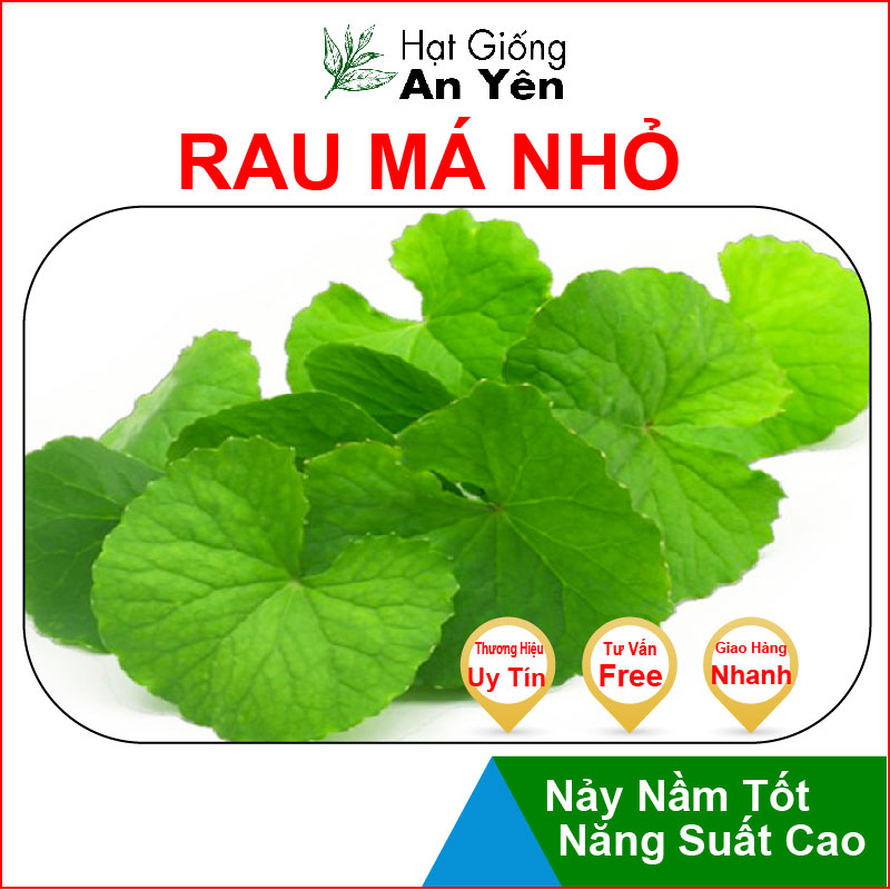 Hạt giống Rau Má Nhỏ thu hoạch sớm, dễ trồng, nảy mầm cao, sinh trưởng khoẻ