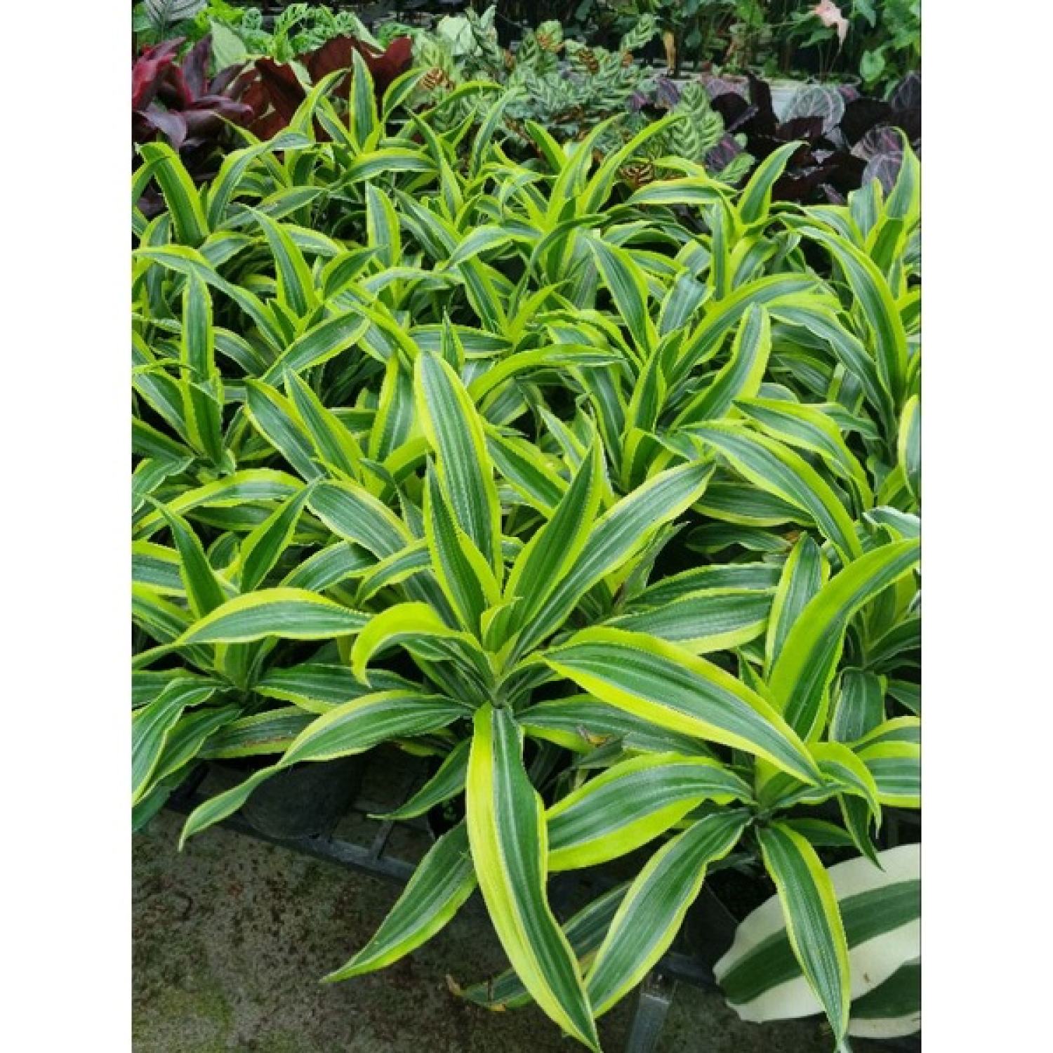 Cây phát tài Mỹ