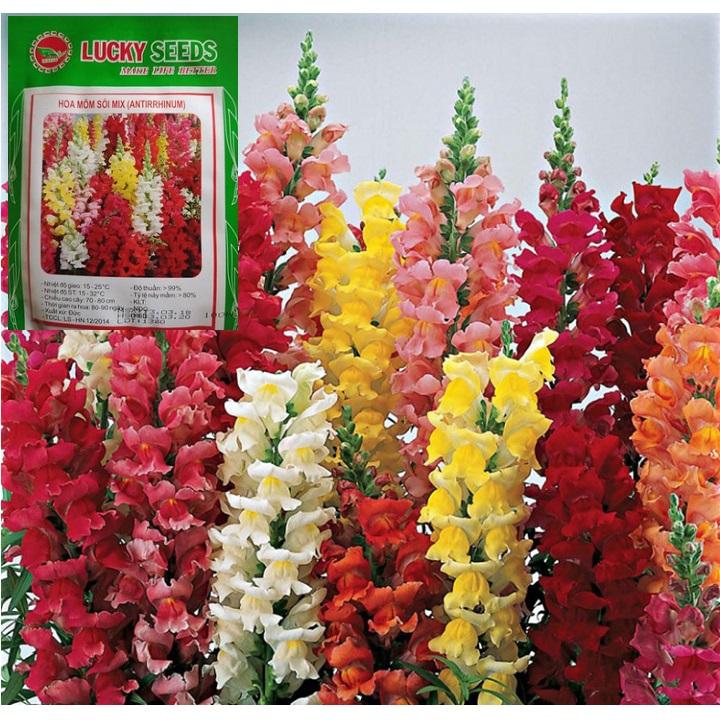 Hạt giống hoa mõm sói mix gói 100 hạt xuất xứ Đức