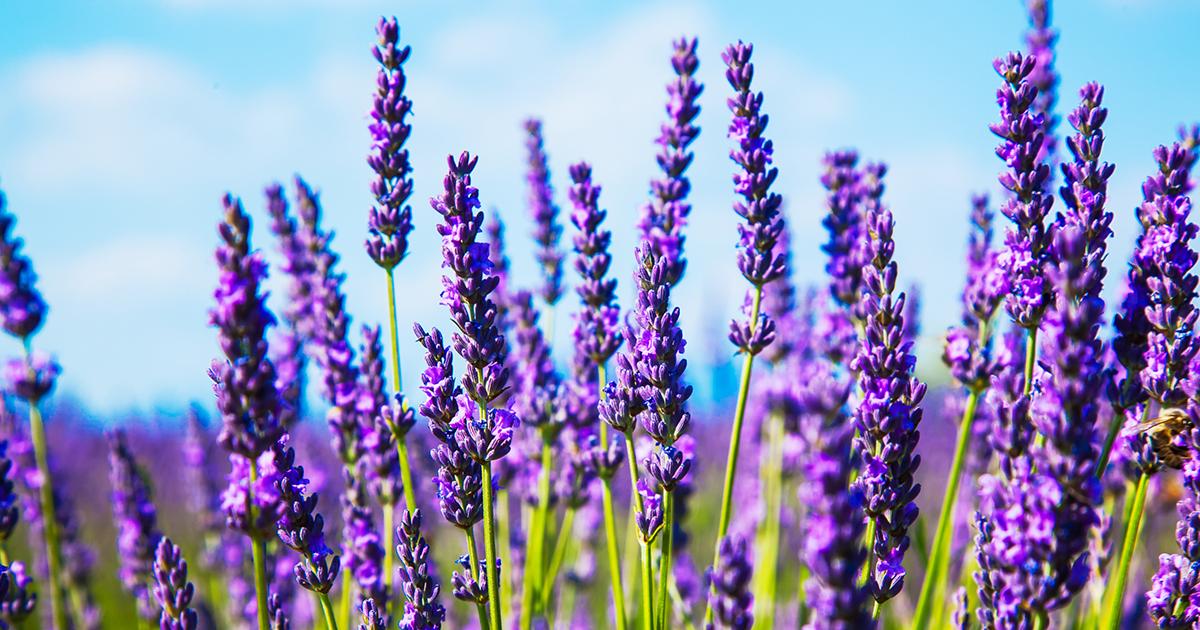 Hạt giống hoa Lavender là sự lựa chọn thông minh để trồng hoa oải hương tại nhà của bạn. Chúng tôi cung cấp những hạt giống chất lượng và đảm bảo cho sự thành công của bạn trong việc trồng hoa oải hương tại nhà.